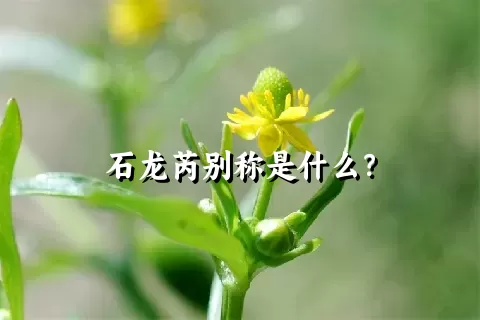 石龙芮别称是什么？