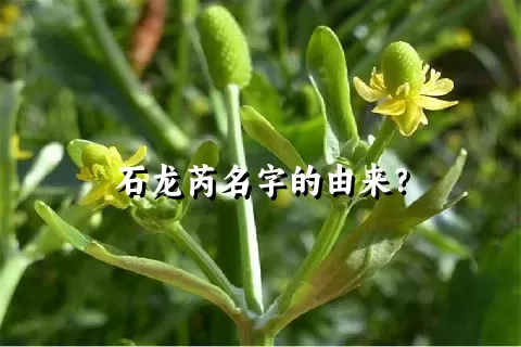 石龙芮名字的由来？