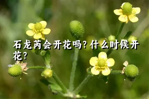 石龙芮会开花吗？什么时候开花？