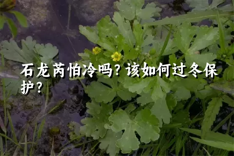 石龙芮怕冷吗？该如何过冬保护？