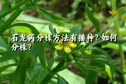 石龙芮分株方法有播种？如何分株？