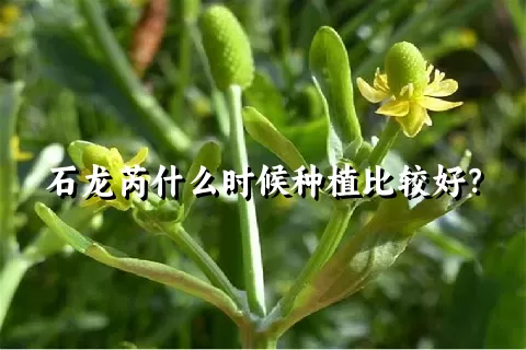 石龙芮什么时候种植比较好？