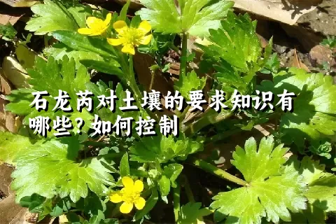 石龙芮对土壤的要求知识有哪些？如何控制