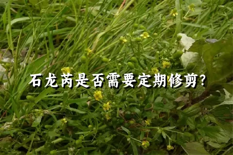 石龙芮是否需要定期修剪？