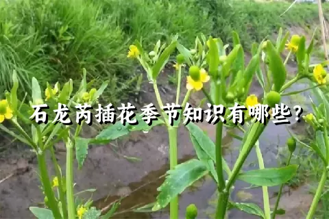 石龙芮插花季节知识有哪些？