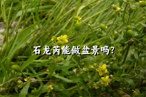 石龙芮能做盆景吗？