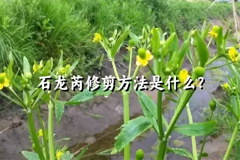 石龙芮修剪方法是什么？