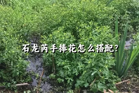 石龙芮手捧花怎么搭配？