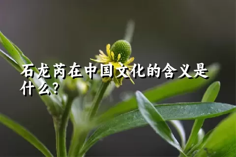 石龙芮在中国文化的含义是什么？