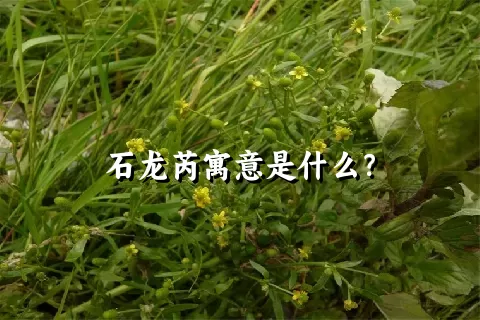 石龙芮寓意是什么？