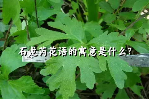 石龙芮花语的寓意是什么？