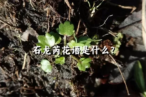 石龙芮花语是什么？