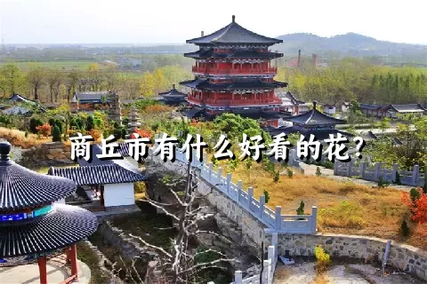 商丘市有什么好看的花？