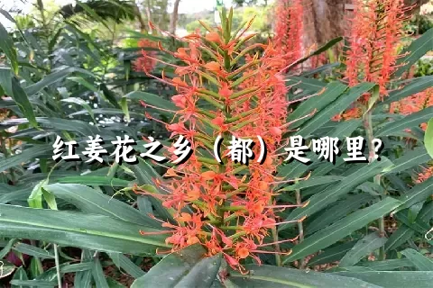 红姜花之乡（都）是哪里？