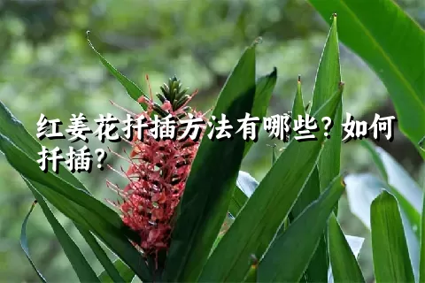红姜花扦插方法有哪些？如何扦插？