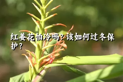 红姜花怕冷吗？该如何过冬保护？