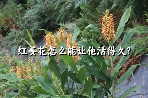 红姜花怎么能让他活得久？