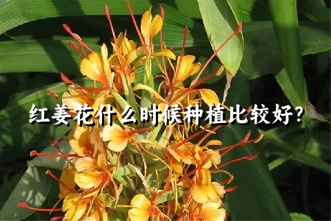 红姜花什么时候种植比较好？