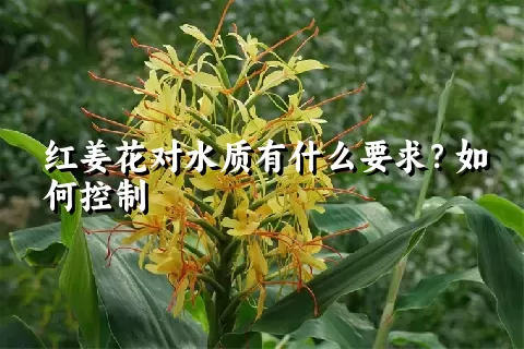 红姜花对水质有什么要求？如何控制