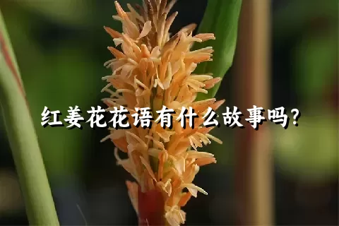 红姜花花语有什么故事吗？
