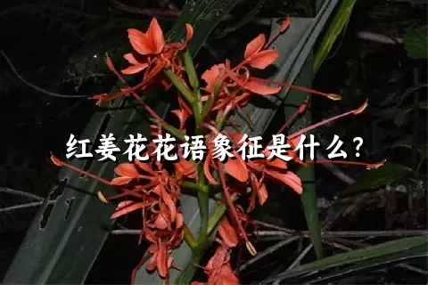 红姜花花语象征是什么？
