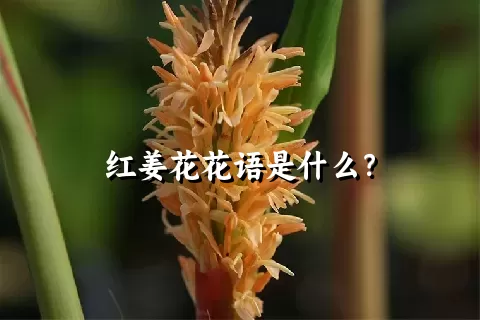 红姜花花语是什么？