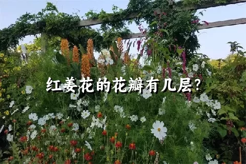 红姜花的花瓣有几层？