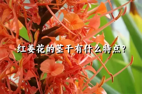 红姜花的茎干有什么特点？