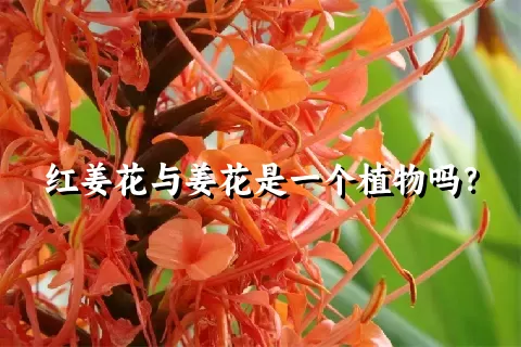 红姜花与姜花是一个植物吗？