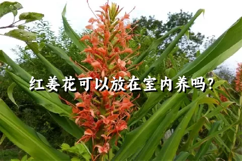 红姜花可以放在室内养吗？