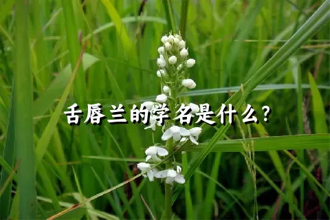 舌唇兰的学名是什么？