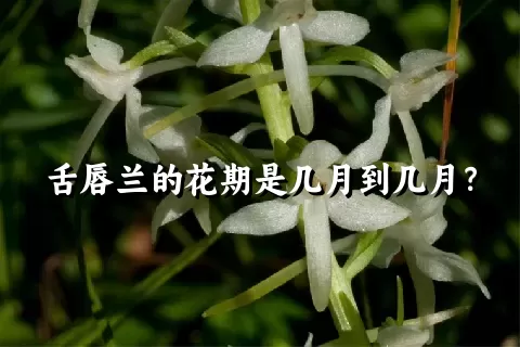 舌唇兰的花期是几月到几月？