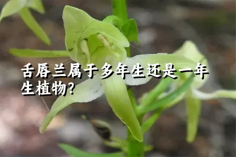 舌唇兰属于多年生还是一年生植物？