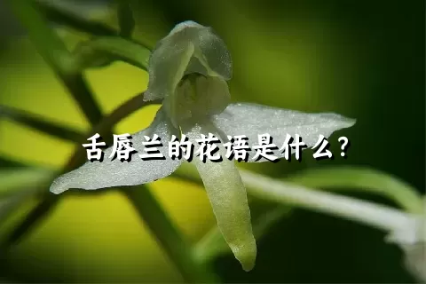 舌唇兰的花语是什么？
