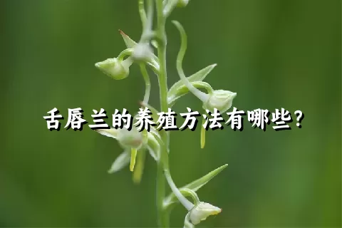 舌唇兰的养殖方法有哪些？
