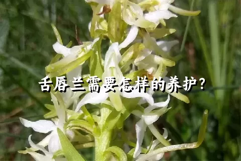 舌唇兰需要怎样的养护？