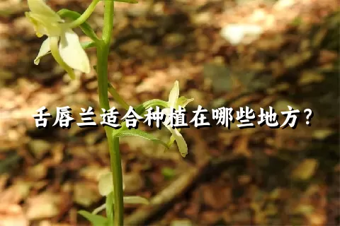 舌唇兰适合种植在哪些地方？