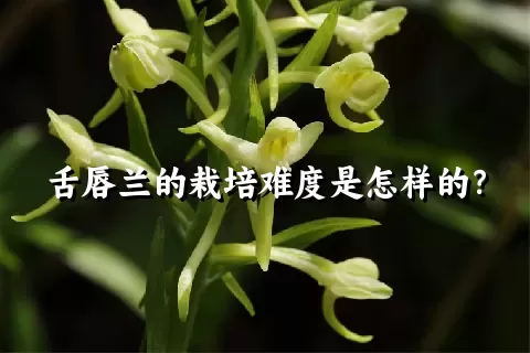 舌唇兰的栽培难度是怎样的？