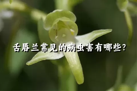 舌唇兰常见的病虫害有哪些？