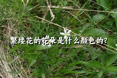 繁缕花的花朵是什么颜色的？
