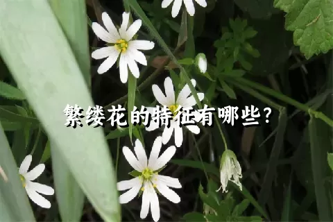 繁缕花的特征有哪些？