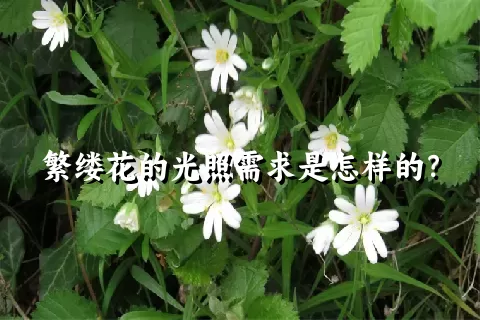 繁缕花的光照需求是怎样的？