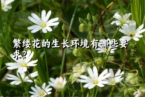 繁缕花的生长环境有哪些要求？