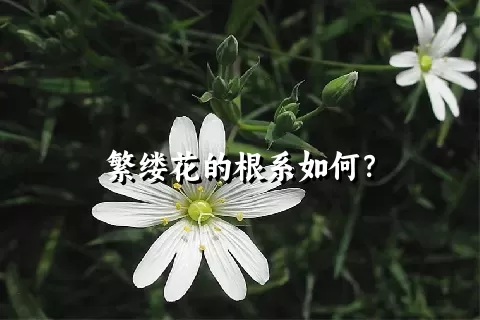 繁缕花的根系如何？