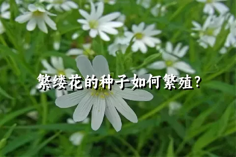 繁缕花的种子如何繁殖？