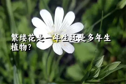 繁缕花是一年生还是多年生植物？