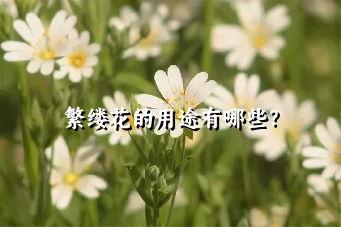 繁缕花的用途有哪些？