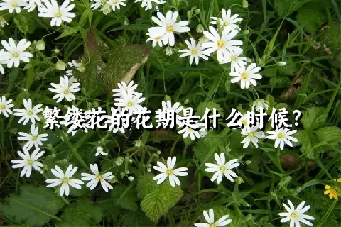 繁缕花的花期是什么时候？