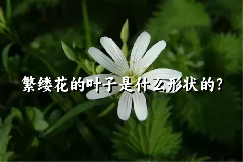 繁缕花的叶子是什么形状的？