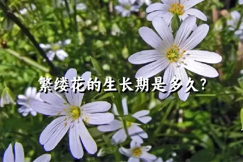繁缕花的生长期是多久？
